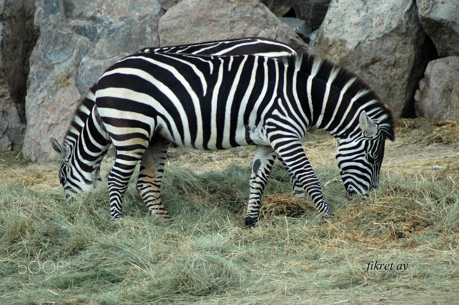 Nikon D70s sample photo. Two-headed zebra photography