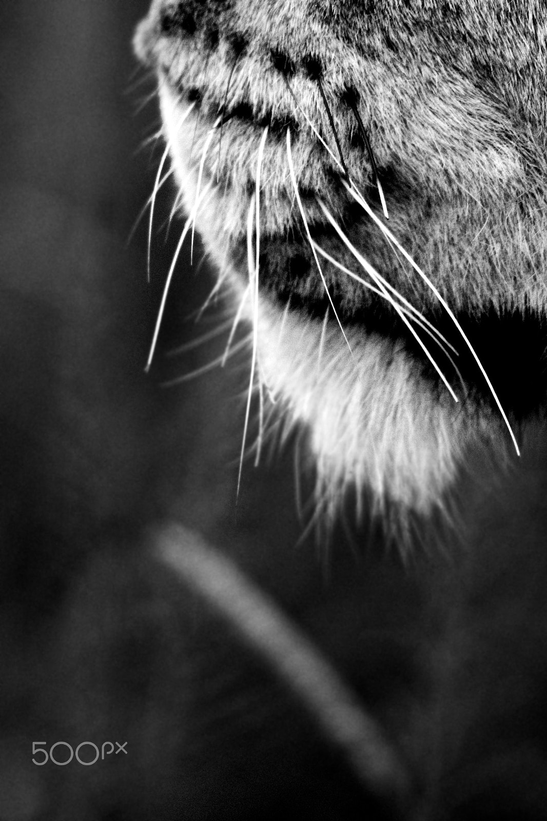 Sigma 150-600mm F5-6.3 DG OS HSM | C sample photo. Big moustache photography