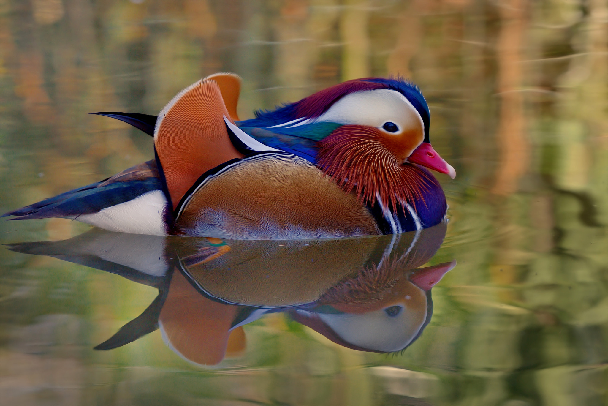Nikon AF-S Nikkor 200-500mm F5.6E ED VR sample photo. The conceited duck photography