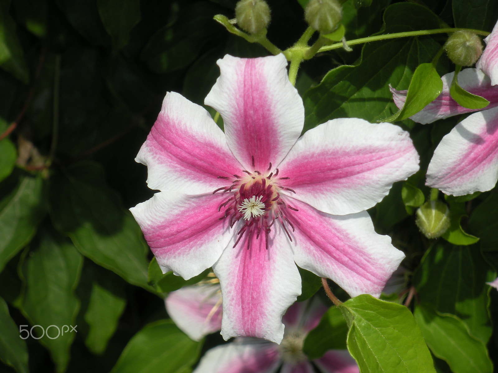 Nikon Coolpix S560 sample photo. Summer flower photography