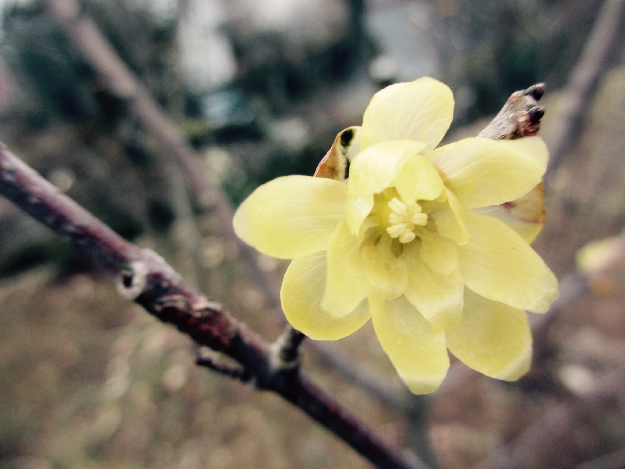 Canon PowerShot ELPH 310 HS (IXUS 230 HS / IXY 600F) sample photo. Wintersweet flower photography