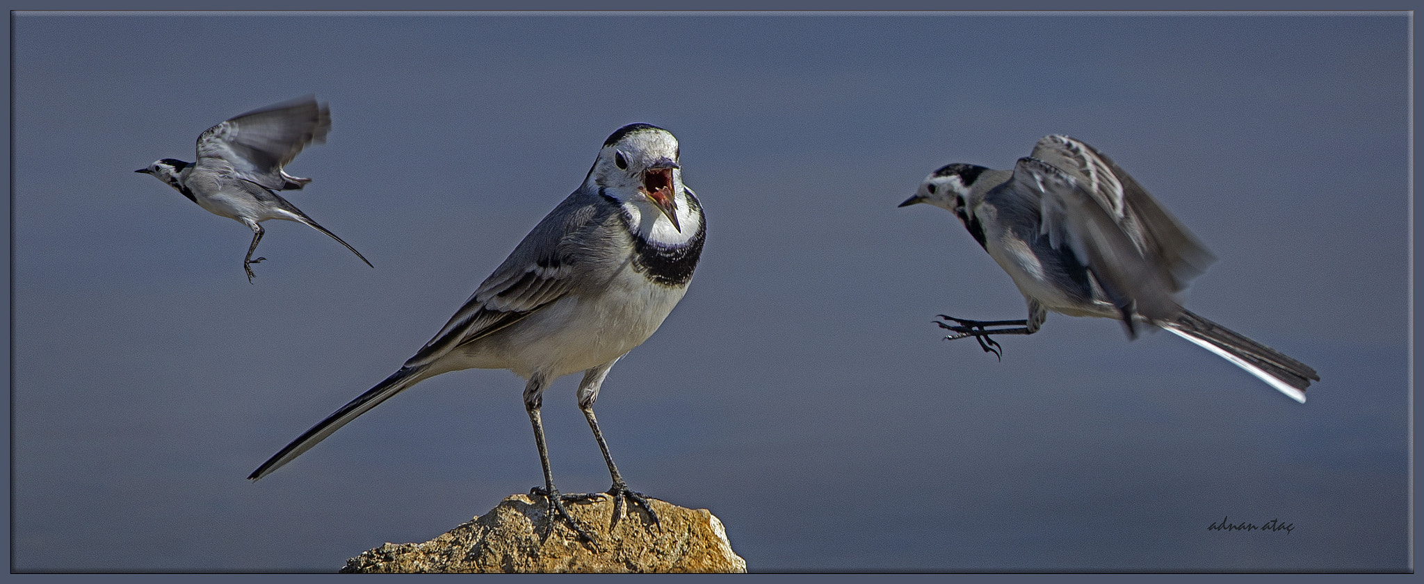 Sigma 50-500mm F4.5-6.3 DG OS HSM sample photo. Ak kuyruksallayan - motacilla alba - white wagtail photography