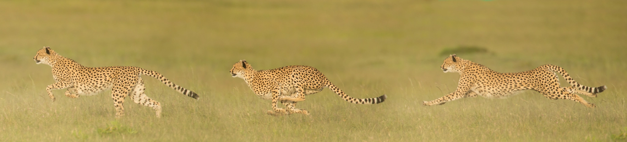 Canon EF 600mm F4L IS USM sample photo. Composite hunt photography