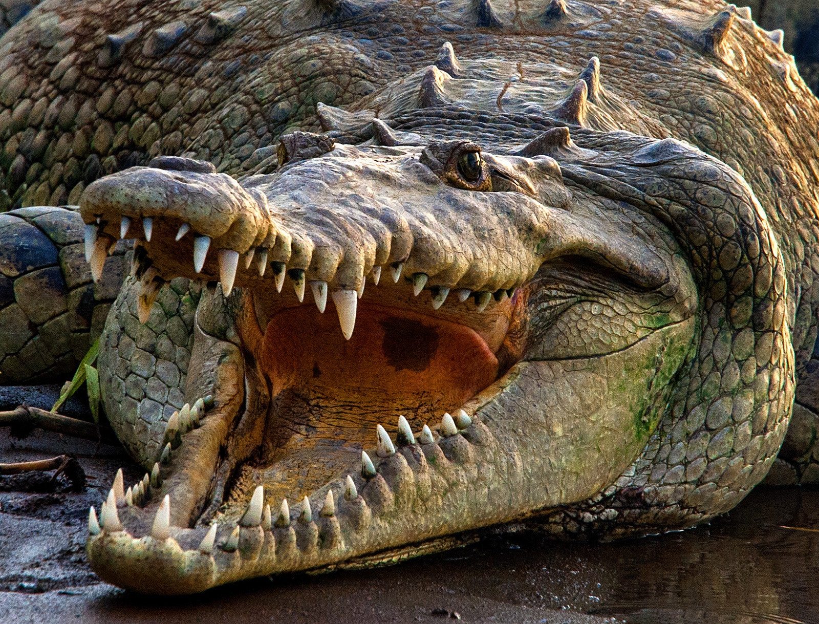 Nikon D3 sample photo. Open wide ! photography