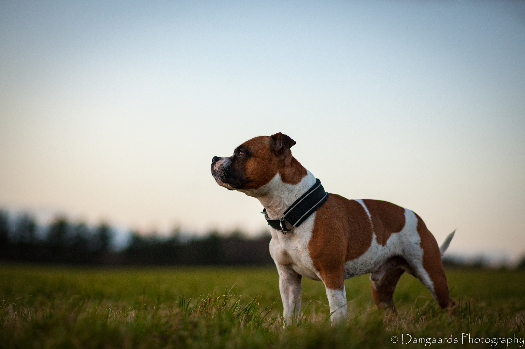 Canon EOS-1Ds Mark III sample photo. The king photography