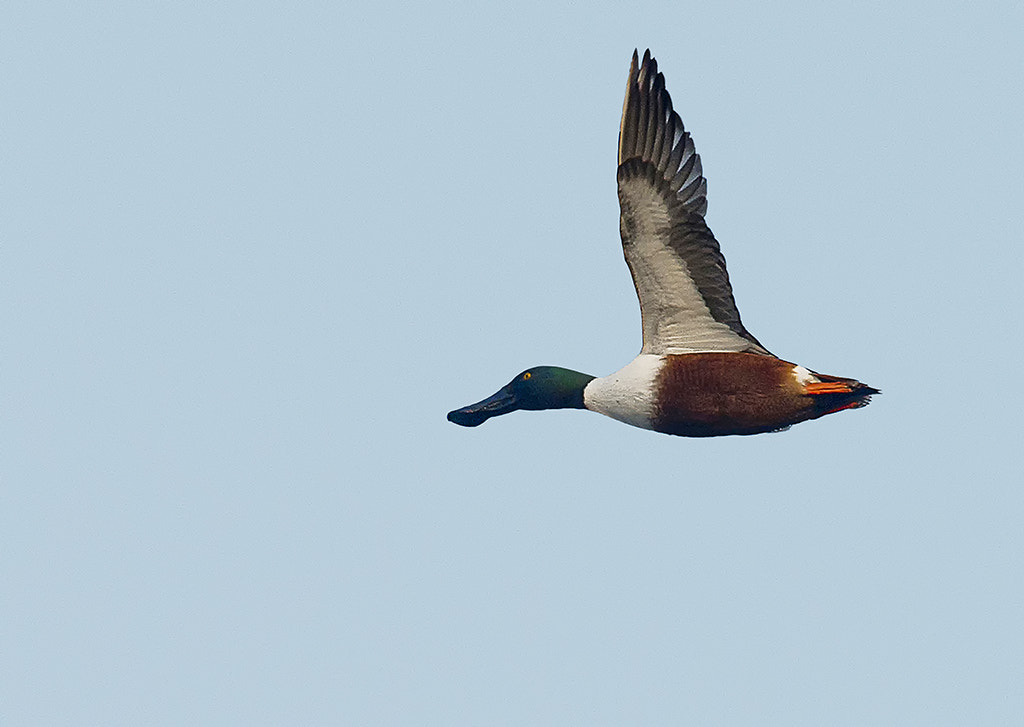 Nikon AF-S Nikkor 600mm F4D ED-IF II sample photo. Male shoveler (anas clypeata) photography