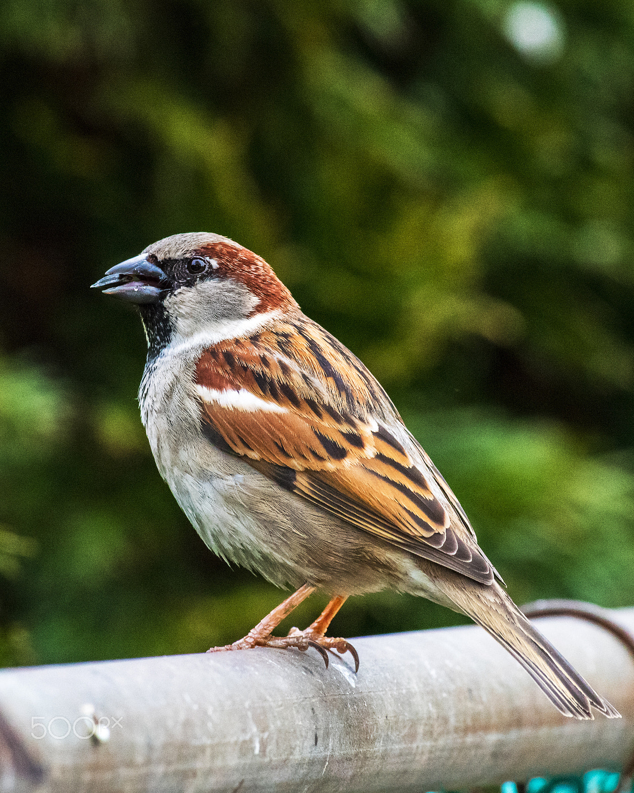 Nikon AF-S Nikkor 300mm F2.8G ED-IF VR sample photo. House sparrow @ high iso photography