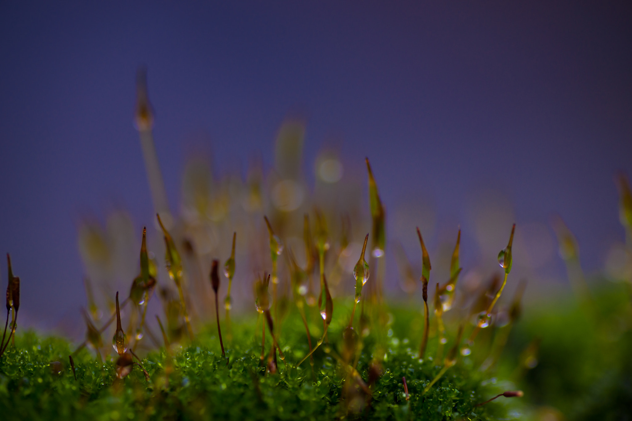 Sony Alpha DSLR-A900 + Tamron SP AF 90mm F2.8 Di Macro sample photo. Forest after the rain photography