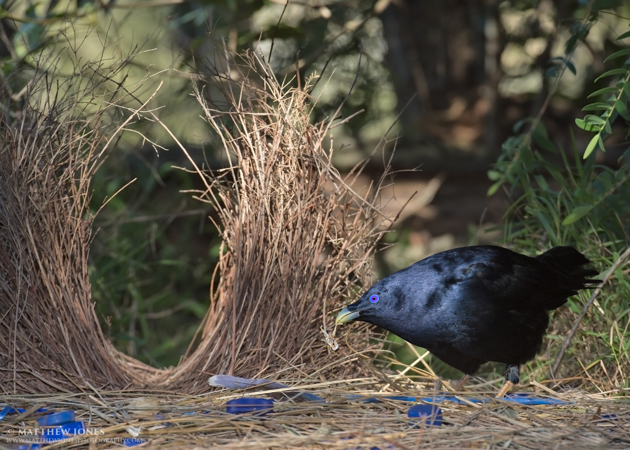 Sigma 120-300mm F2.8 EX DG HSM sample photo. Satin bowerbird (ptilonorhynchus violaceus) photography