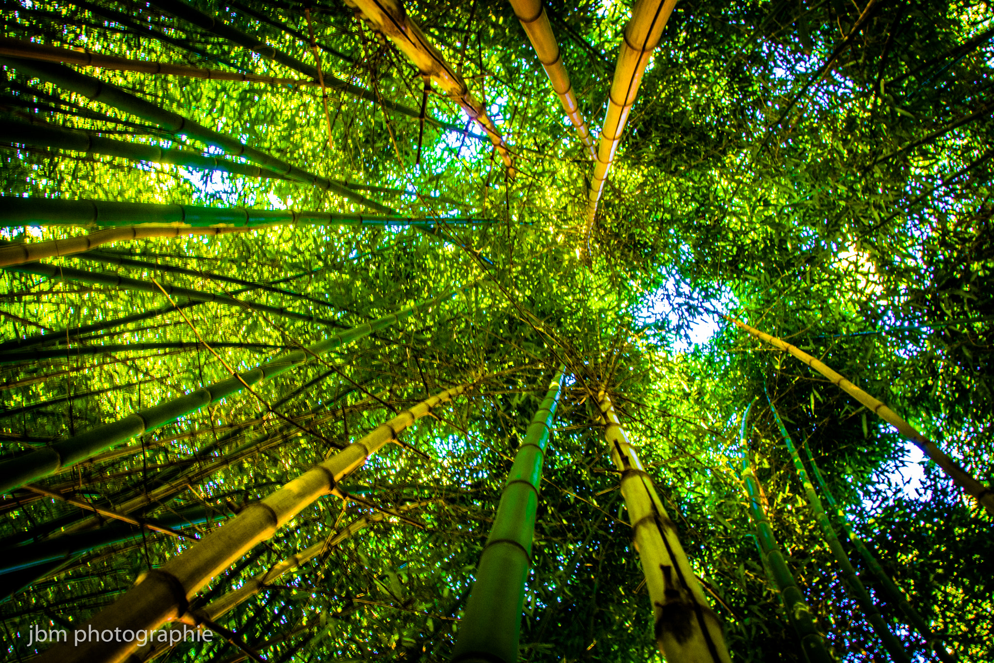 Sigma 18-200mm F3.5-6.3 II DC OS HSM sample photo. Bambou photography