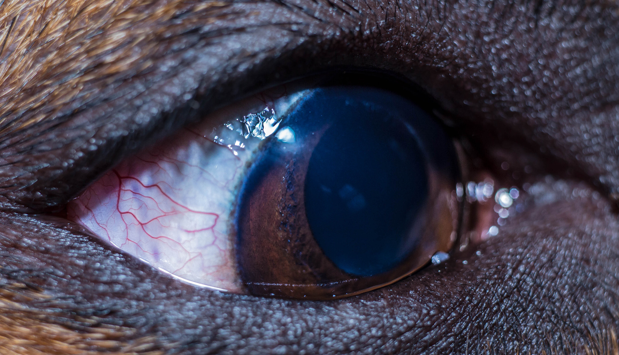 Sigma 70mm F2.8 EX DG Macro sample photo. The depths of my puppy's eye photography