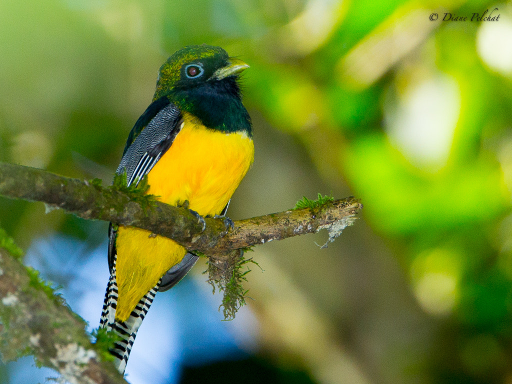 Canon EOS 60D + Canon EF 300mm F2.8L IS II USM sample photo. Black-headed trogon photography