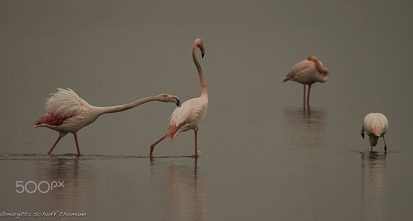 Tamron SP 150-600mm F5-6.3 Di VC USD sample photo. Flamingos under the rain.. photography