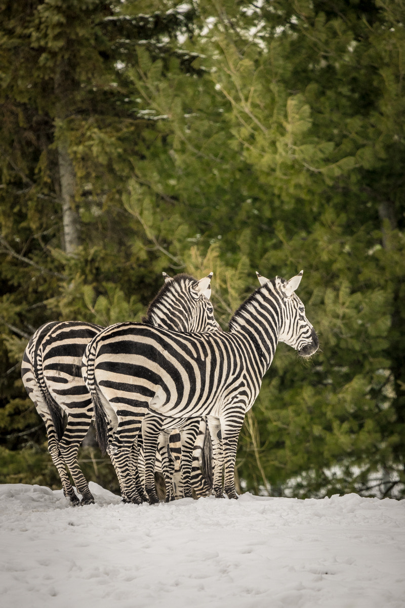 Sony a7R + Tamron SP 150-600mm F5-6.3 Di VC USD sample photo. Faire le guet... photography