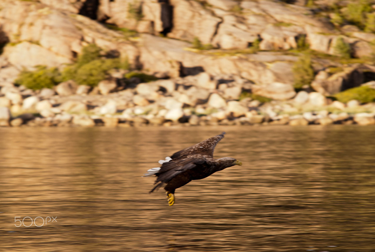 Sigma 70-200mm F2.8 EX DG Macro HSM II sample photo. Arend photography