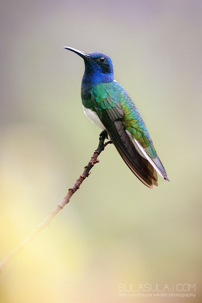 Canon EOS 6D + Canon EF 300mm F2.8L IS USM sample photo. White-necked jacobin | panama photography