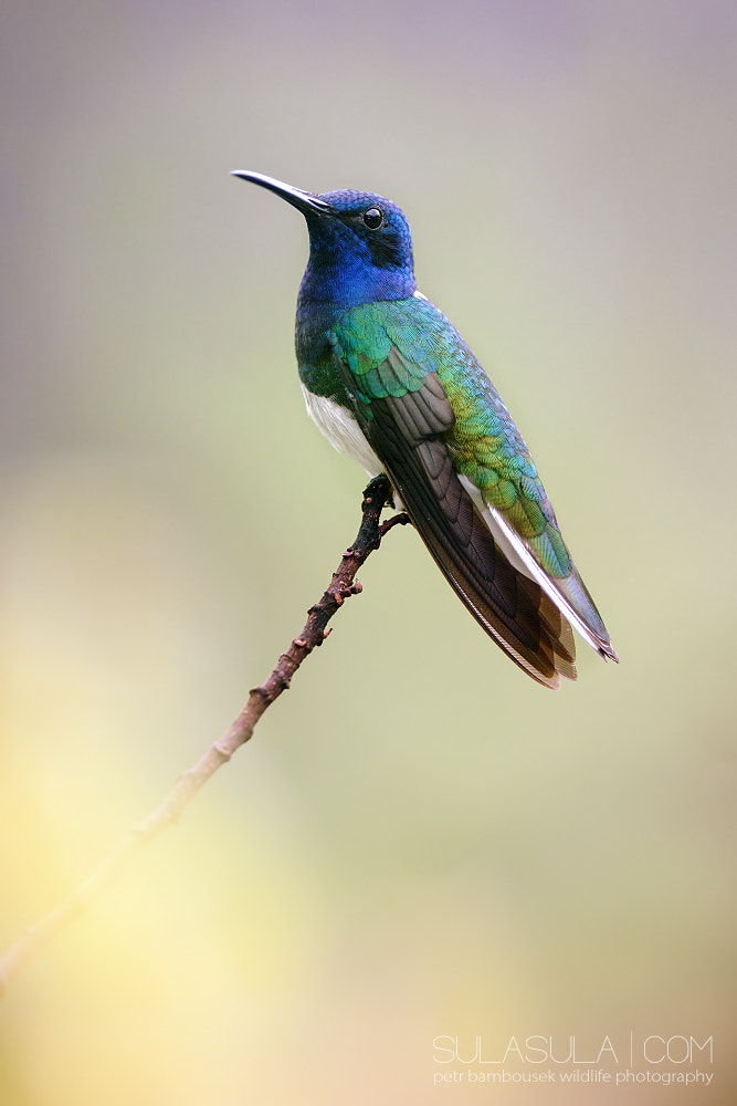 Canon EF 300mm F2.8L IS USM sample photo. White-necked jacobin | panama photography