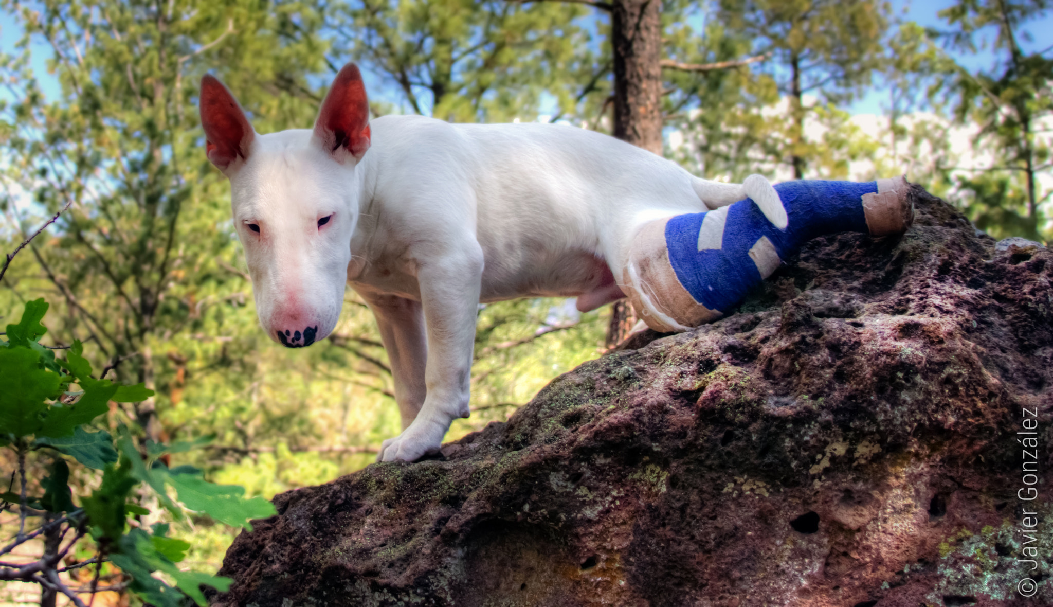 Sony SLT-A77 + Sony 16mm F2.8 Fisheye sample photo. My puppy, orko. photography