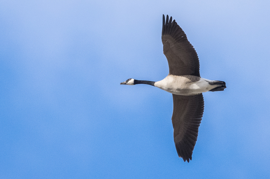 Sigma 150-500mm F5-6.3 DG OS HSM sample photo. Goose overhead photography