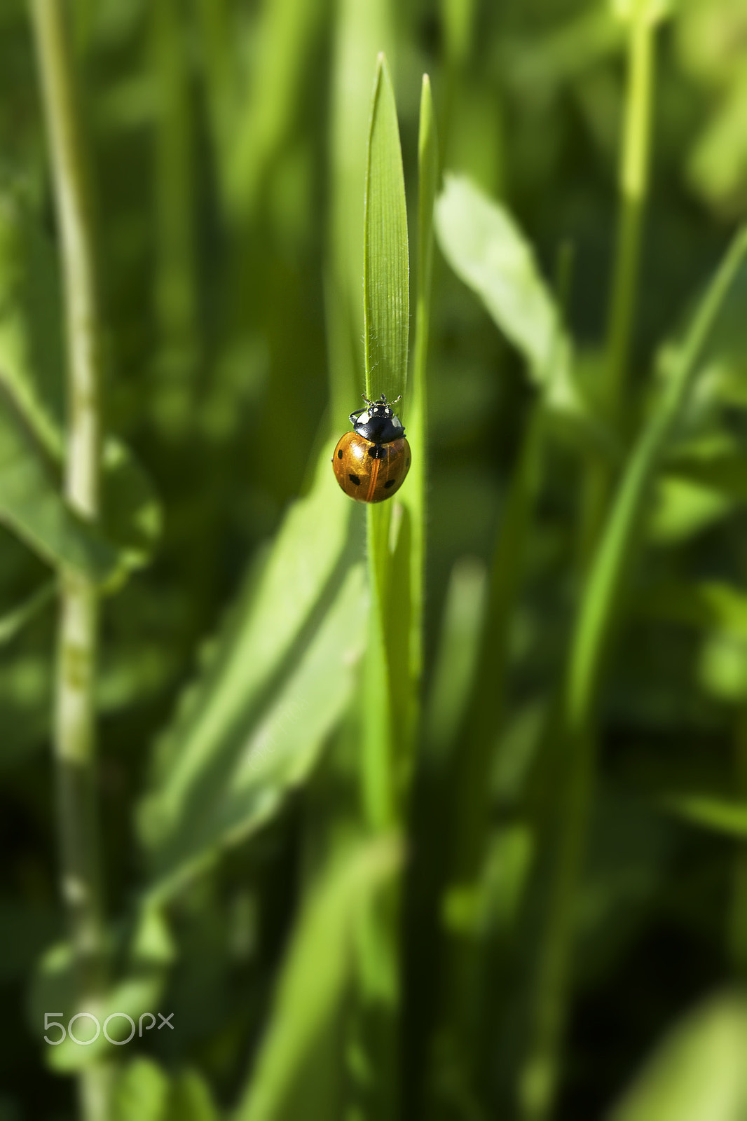 Canon EOS 6D + Canon EF 100mm F2.8 Macro USM sample photo. She was just letting me know that spring was coming photography