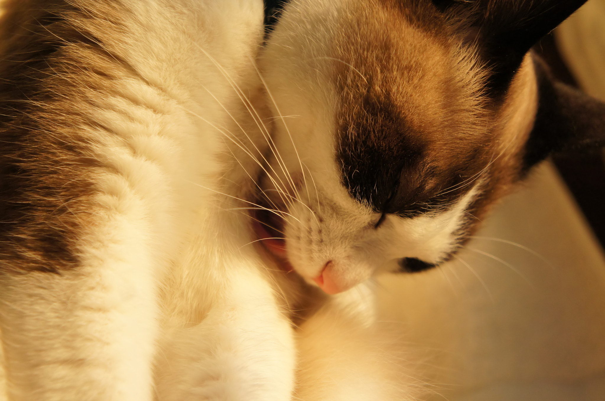 Sony Alpha NEX-C3 sample photo. Cat photography