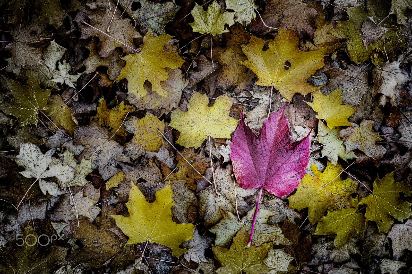 ZEISS Otus 55mm F1.4 sample photo. __living in the past__ photography