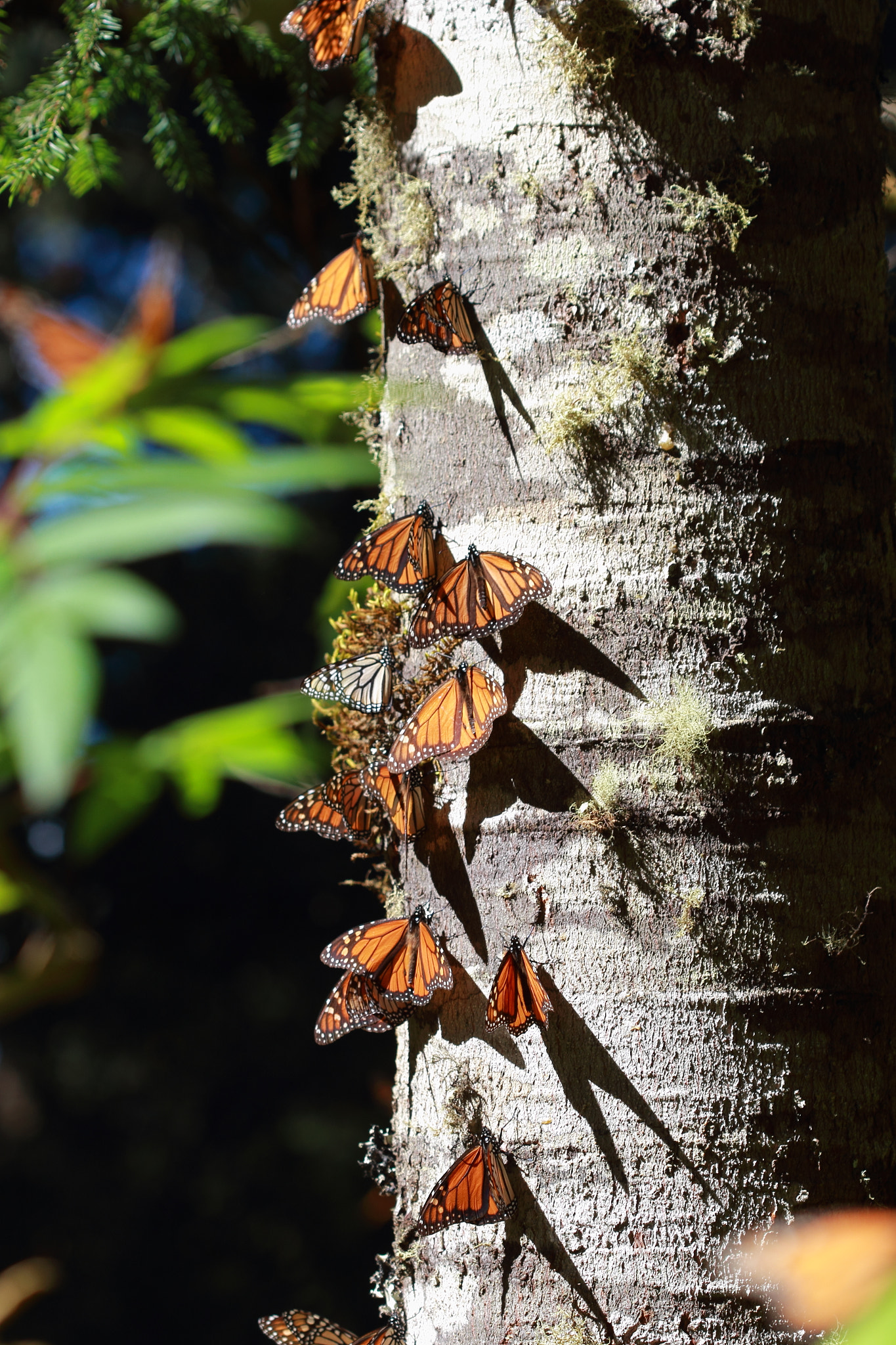 Canon EOS 60D + Canon EF 100mm F2.8 Macro USM sample photo. Mariposa monarca photography