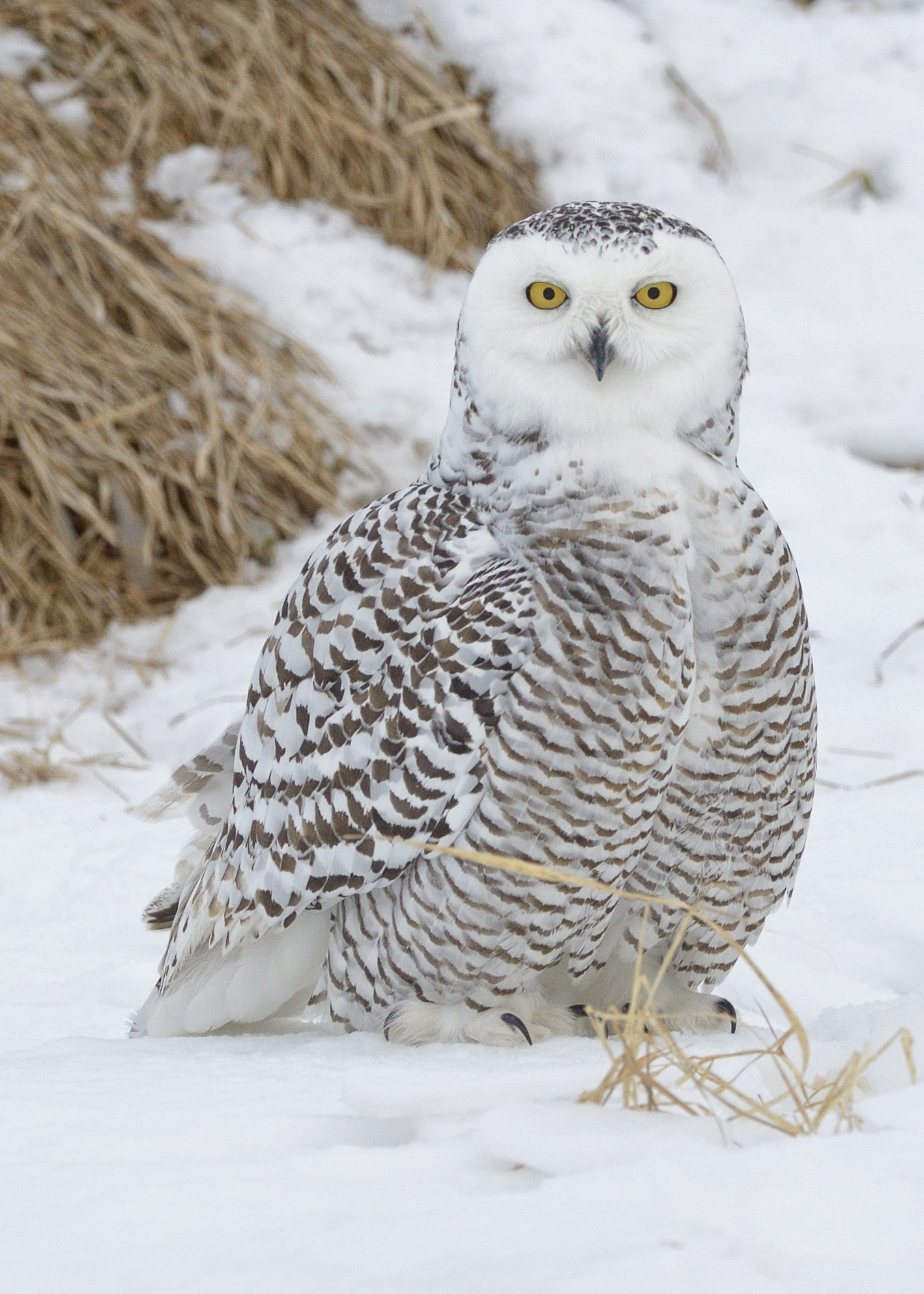 Nikon AF-S Nikkor 500mm F4D ED-IF II sample photo. Snowy owl photography