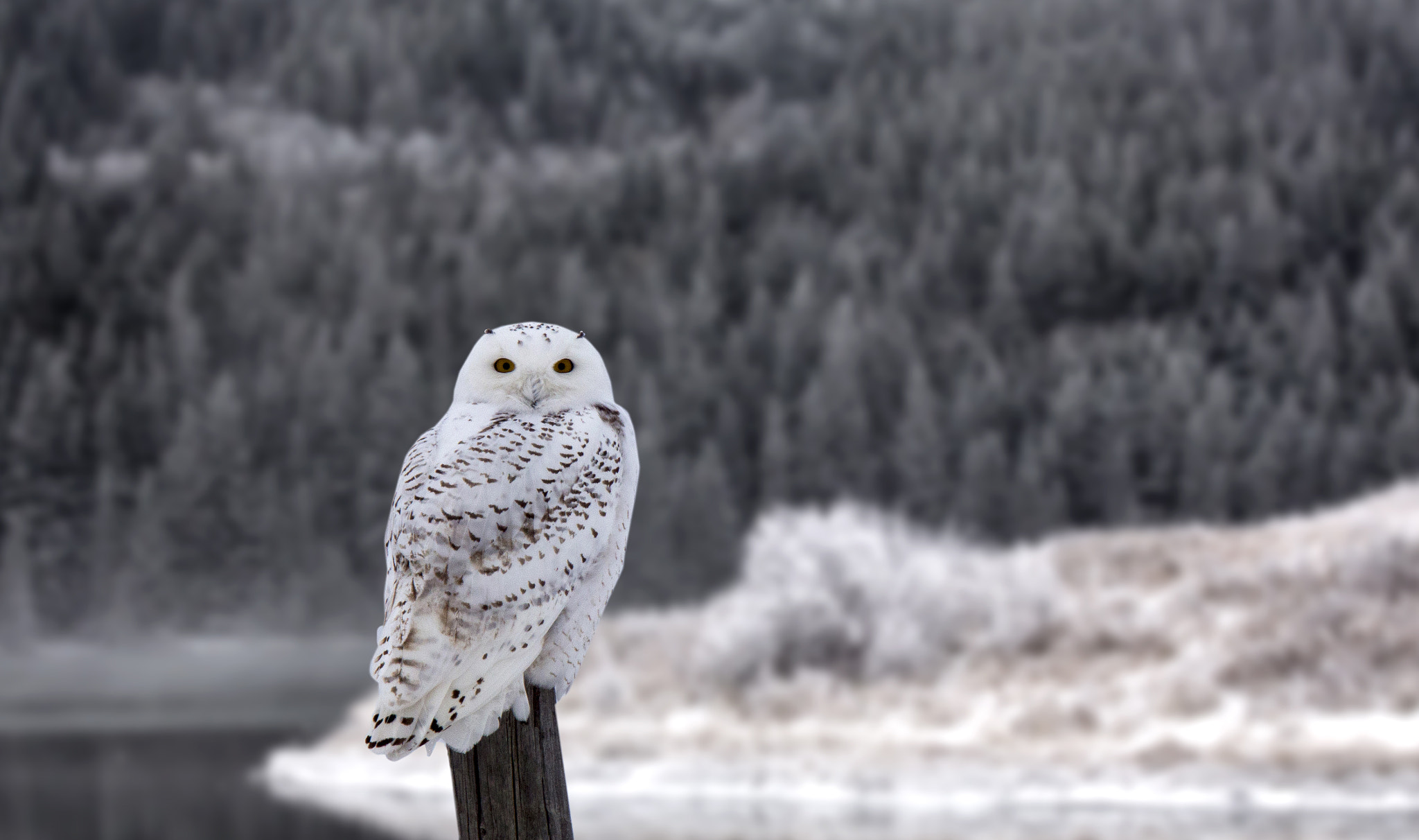 Canon EOS 6D + Canon EF 400mm F4.0 DO IS USM sample photo. Snowy owl on post photography