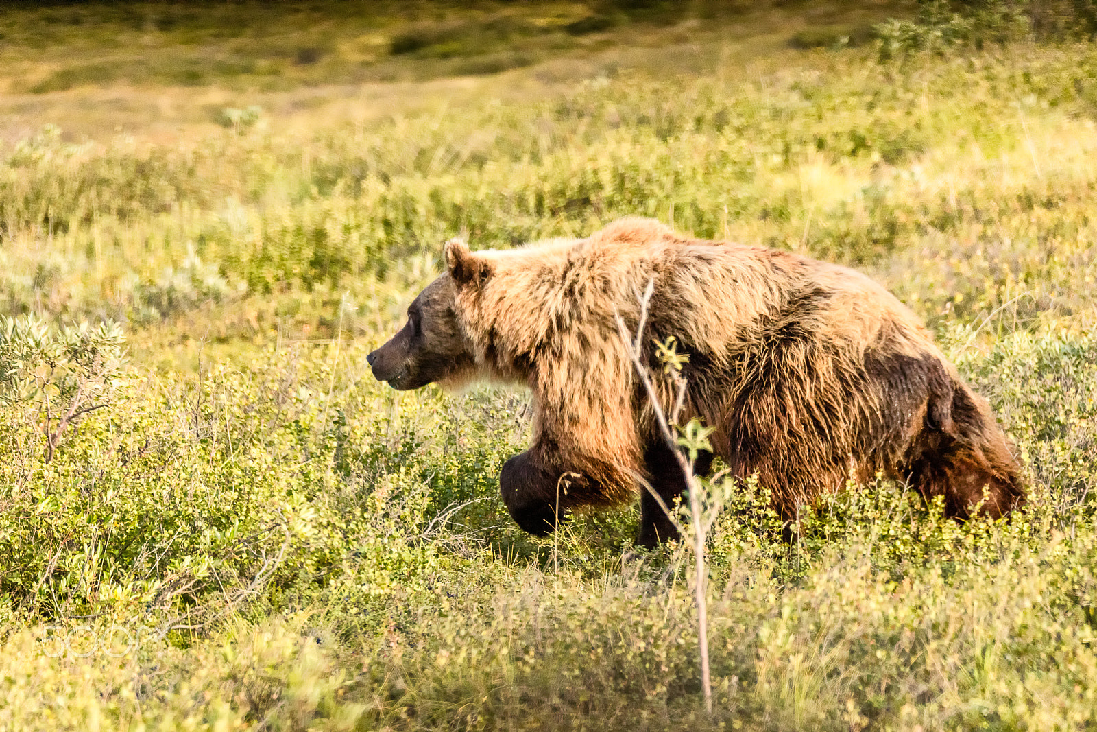 Canon EOS 5DS + Sigma 150-600mm F5-6.3 DG OS HSM | C sample photo. Grizzly bear in denali national park photography