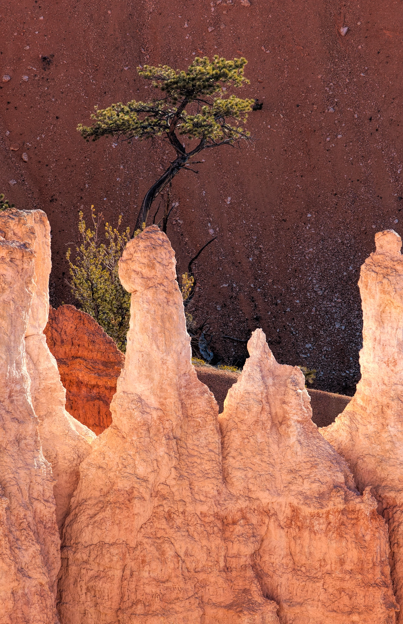 Canon EF 70-200mm F2.8L IS II USM sample photo. Pine and hoodoos photography