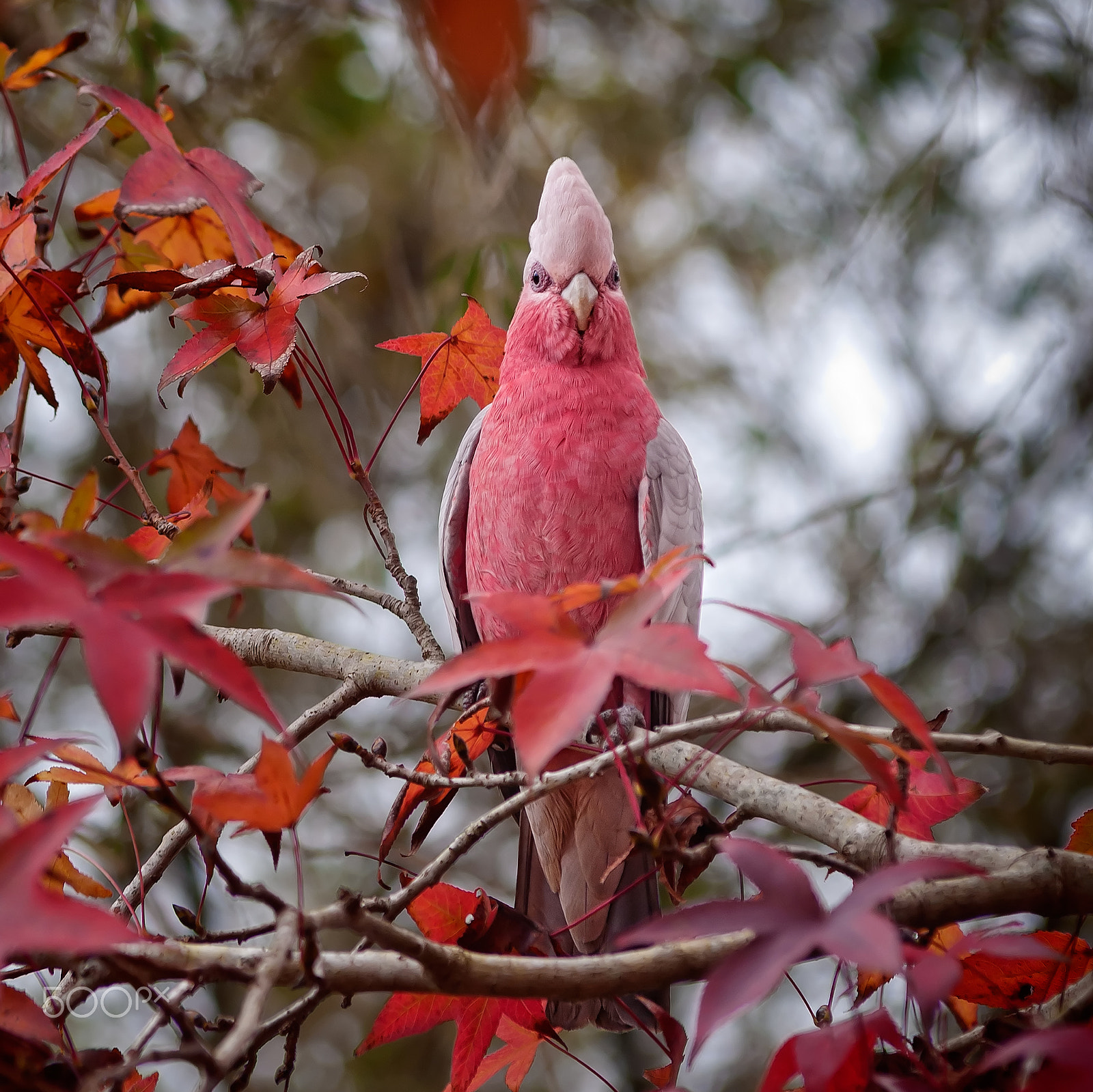 Nikon AF-Nikkor 80-200mm F2.8D ED sample photo. Galah in maple photography