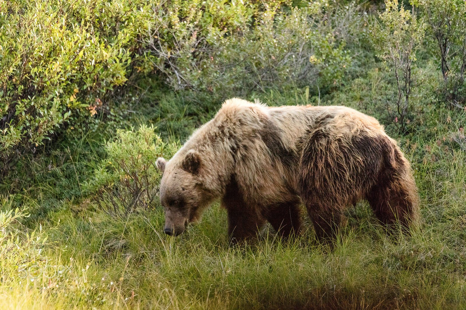 Sigma 150-600mm F5-6.3 DG OS HSM | C sample photo. Grizzly bear denali national park photography