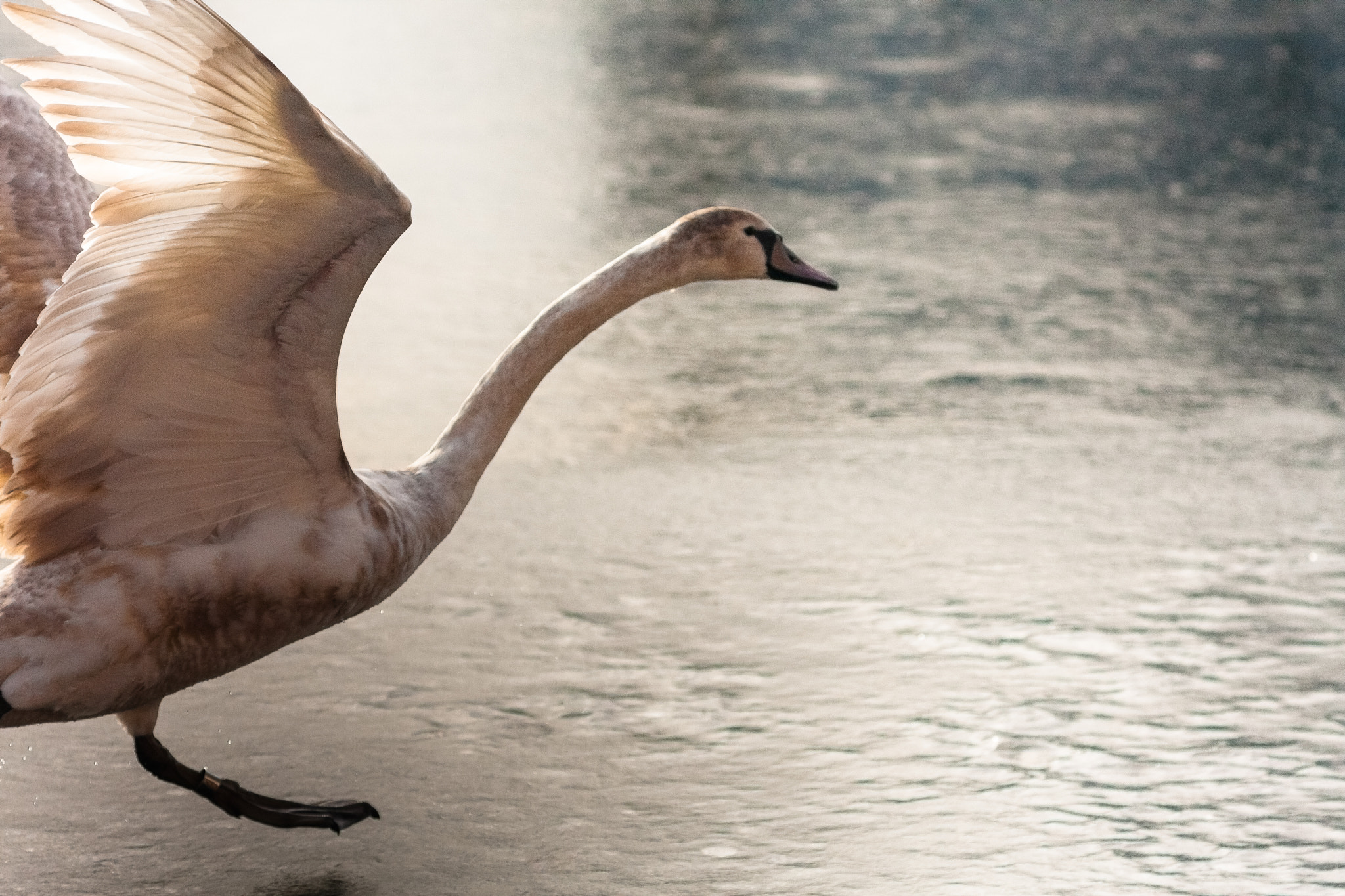 Canon EOS 40D + Canon EF 135mm F2.8 SF sample photo. On thin ice photography