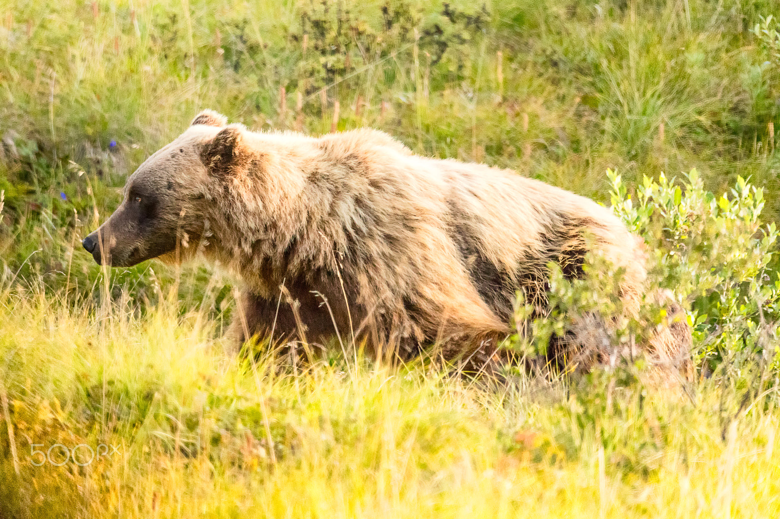 Canon EOS 5DS + Sigma 150-600mm F5-6.3 DG OS HSM | C sample photo. Grizzly bear denali national park photography