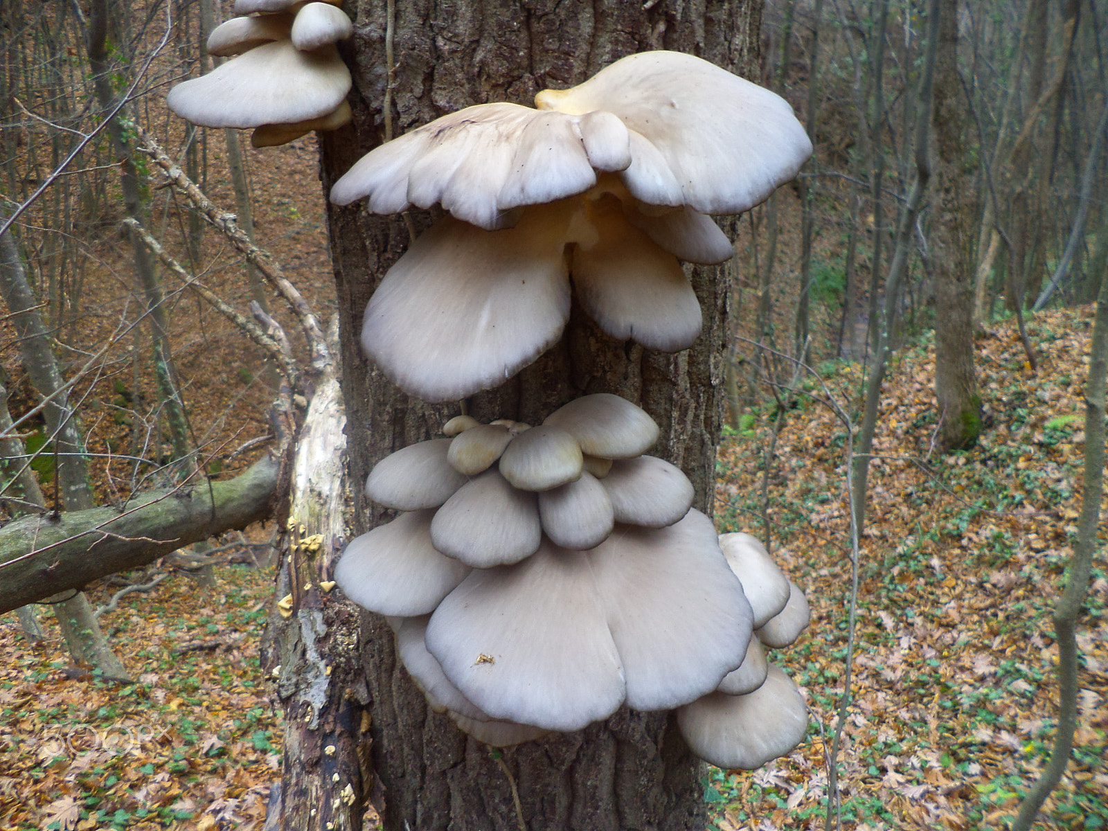 Sony DSC-S5000 sample photo. Oyster mushrooms in serbia photography