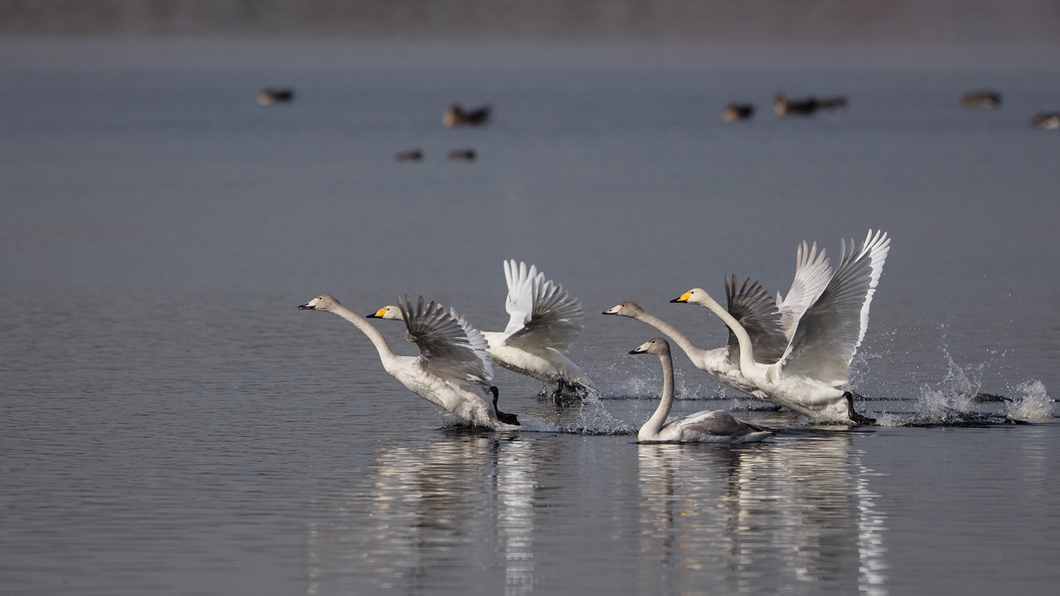 Canon EF 600mm F4L IS II USM sample photo. 350a2881.jpg photography
