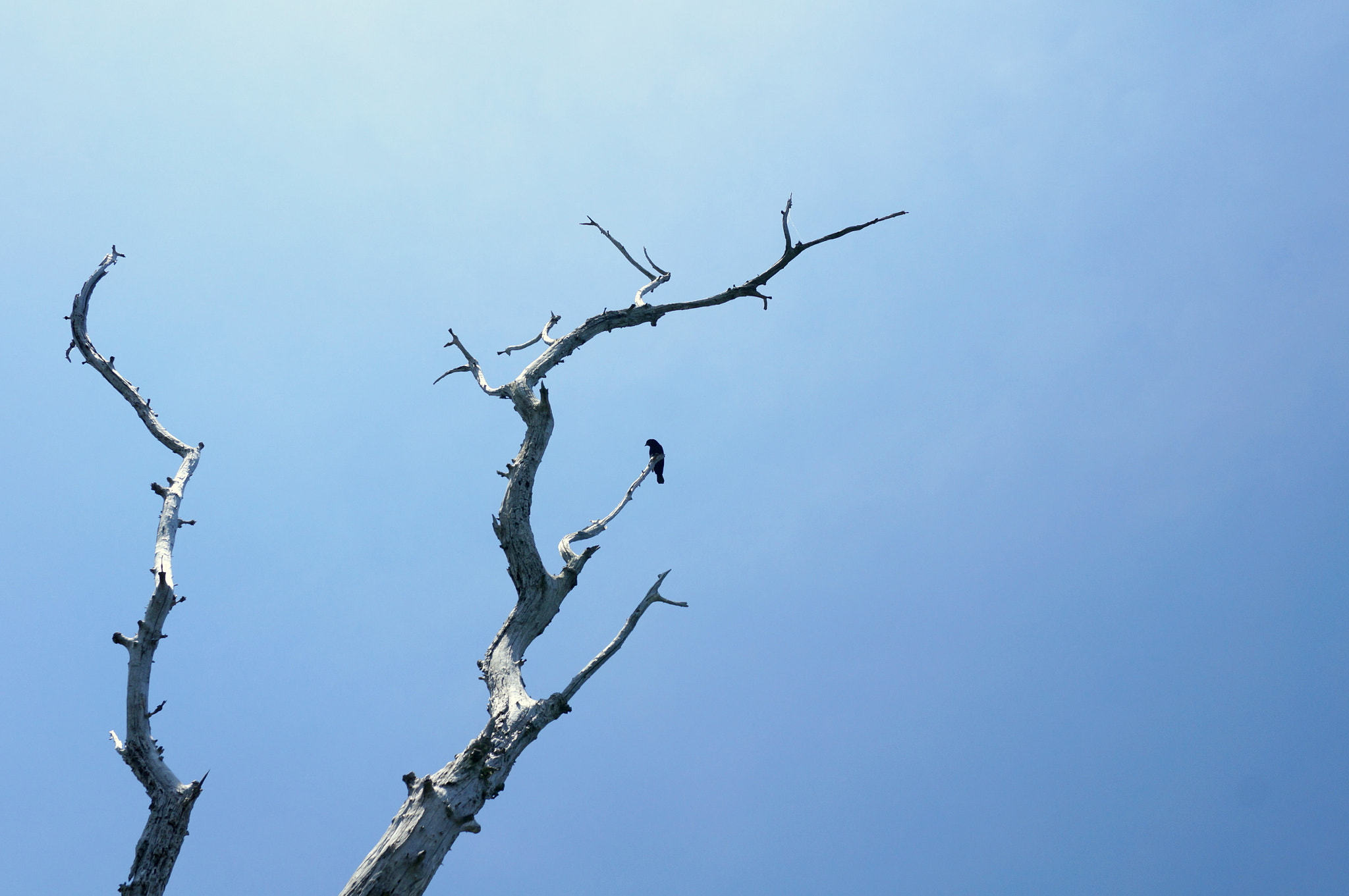 Sony Alpha NEX-6 + ZEISS Touit 32mm F1.8 sample photo. Bird on a leafless tree. photography