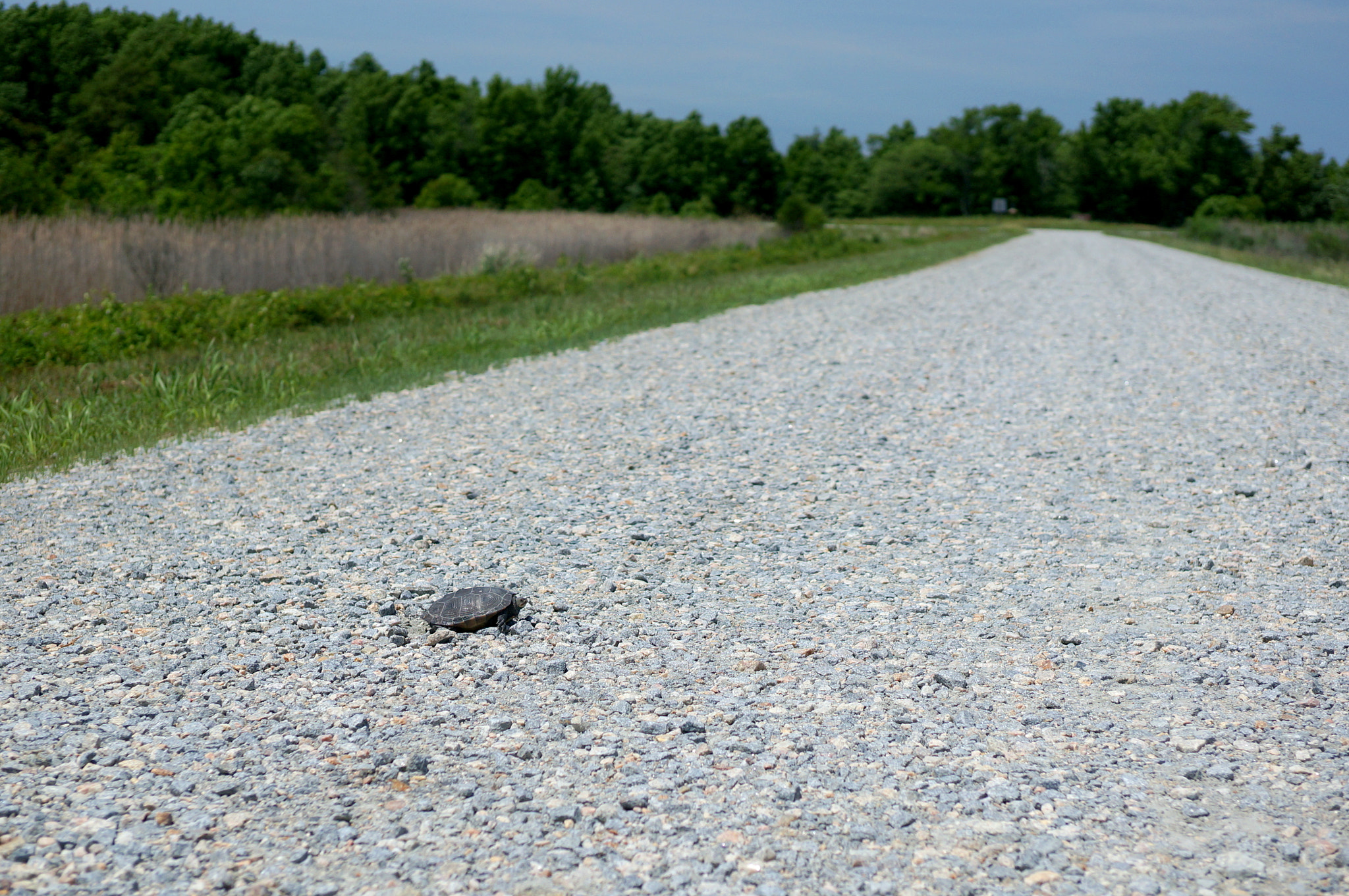 Sony Alpha NEX-6 + ZEISS Touit 32mm F1.8 sample photo. Just crossing the road. photography