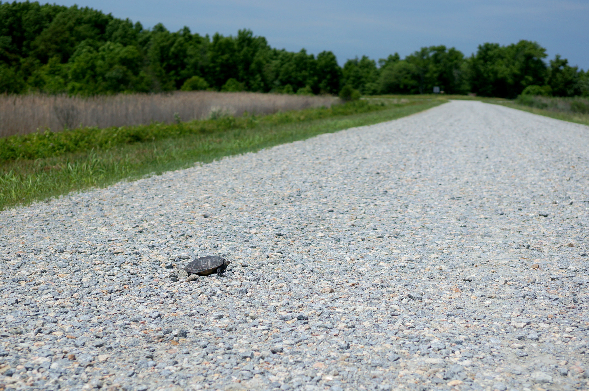 ZEISS Touit 32mm F1.8 sample photo. Just crossing the road. photography