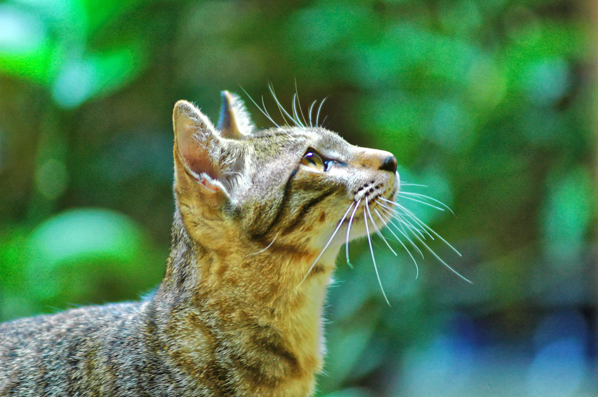Nikon D70 sample photo. Staring photography