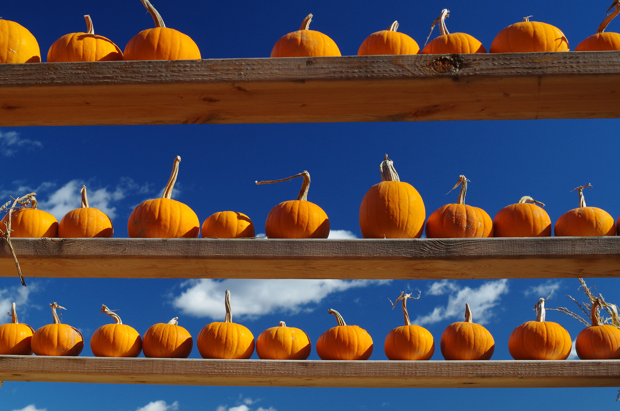 Pentax K-30 + Pentax smc DA 35mm F2.4 AL sample photo. Pumpkin heaven photography