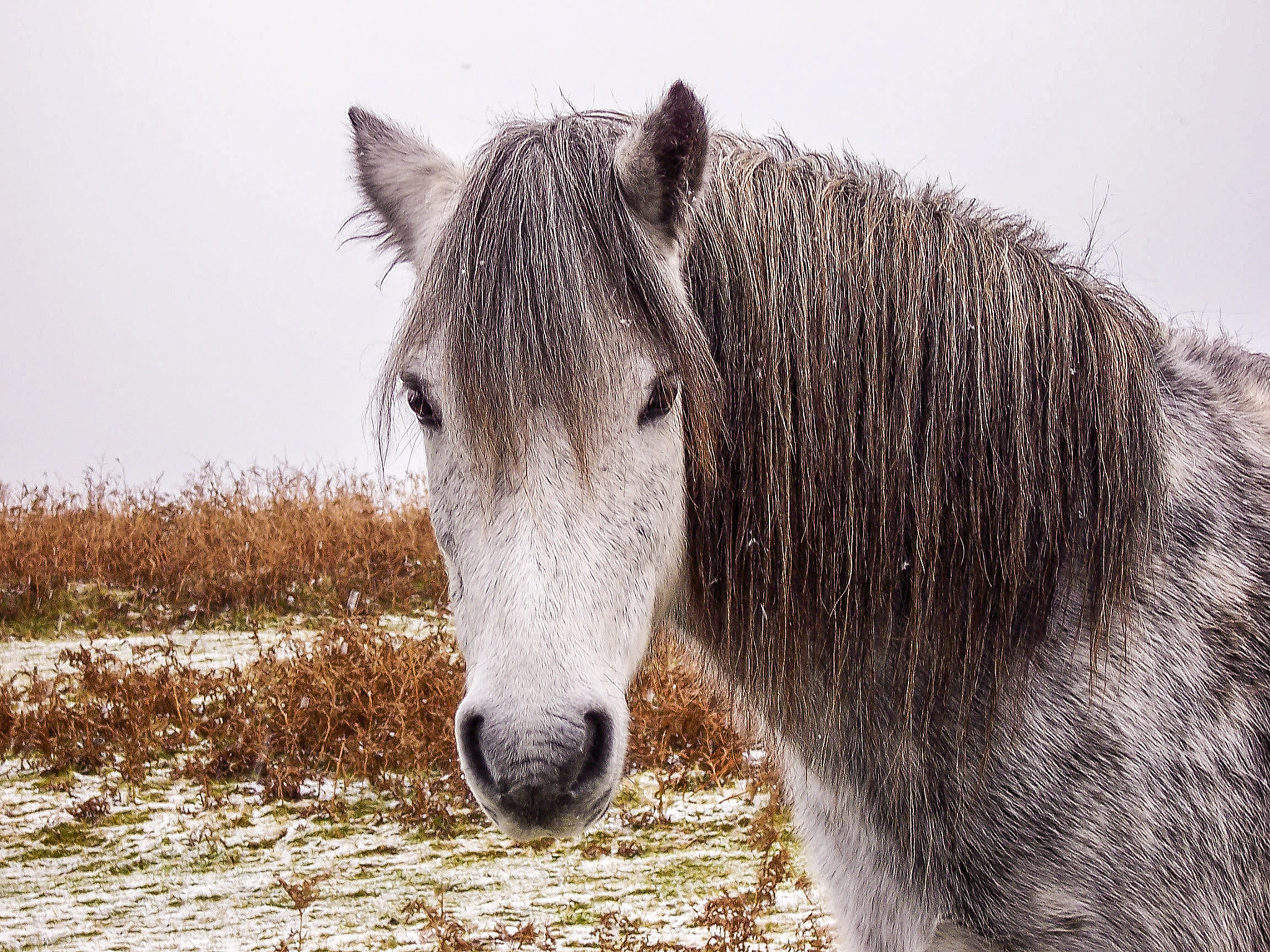Kodak DX7440 ZOOM DIGITAL CAMERA sample photo. Dartmoor pony - looking at you photography