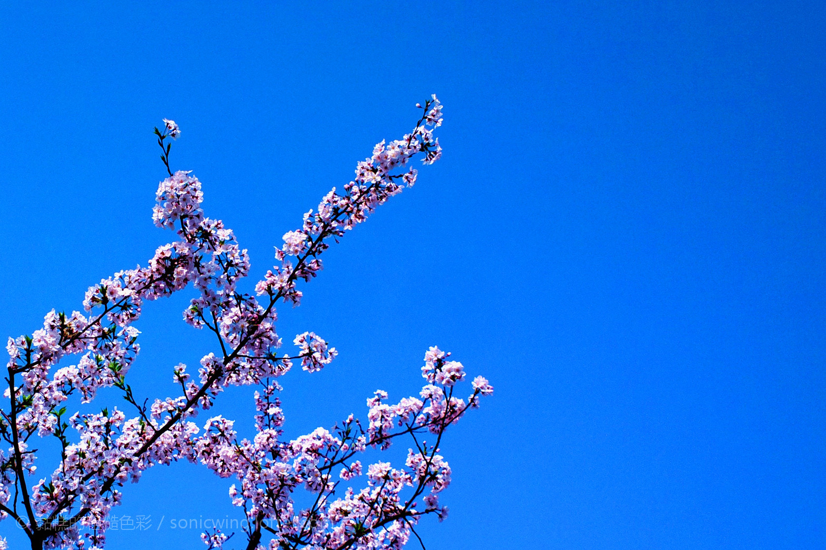 Nokia 808 sample photo.  樱  photography