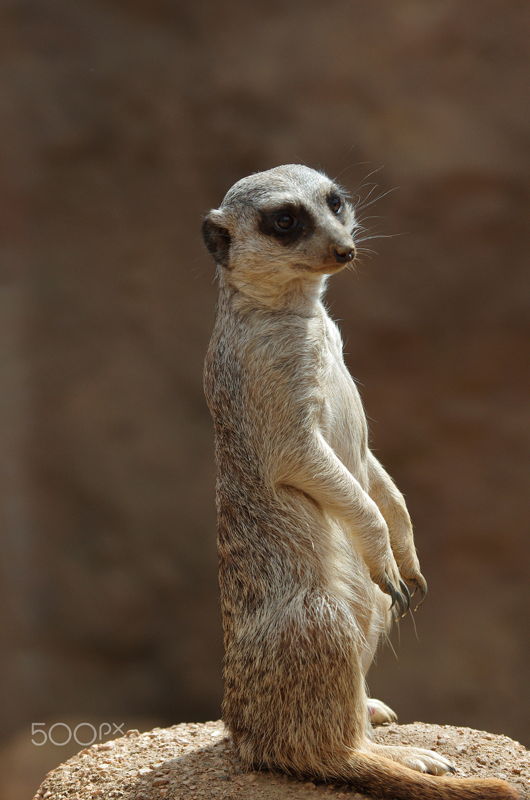 Pentax K-5 sample photo. Meerkat photography
