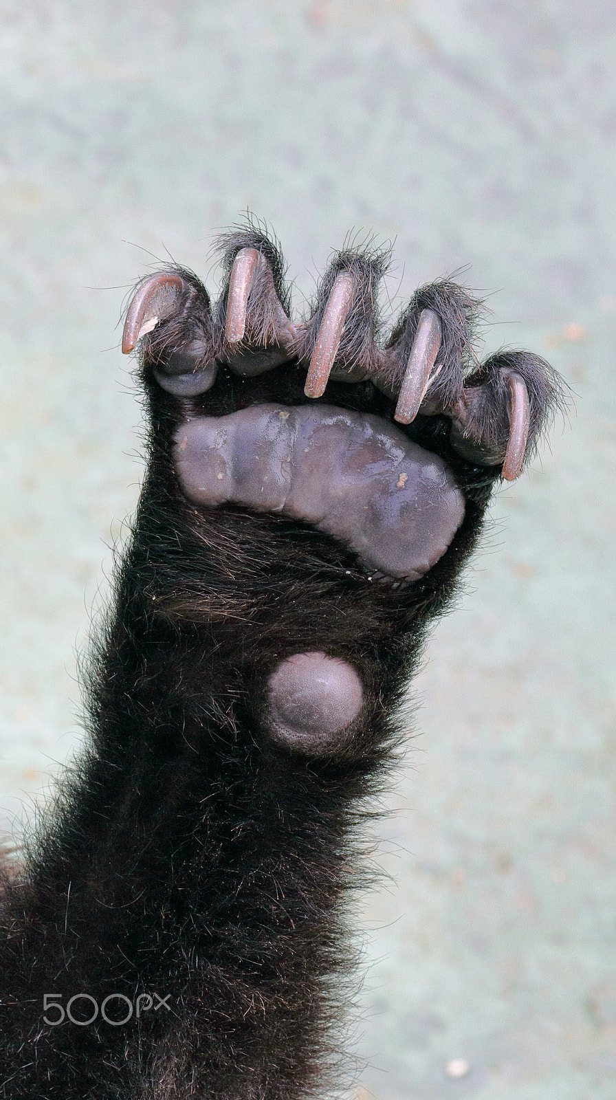 Canon EF 70-300mm F4-5.6L IS USM sample photo. Bear paws photography