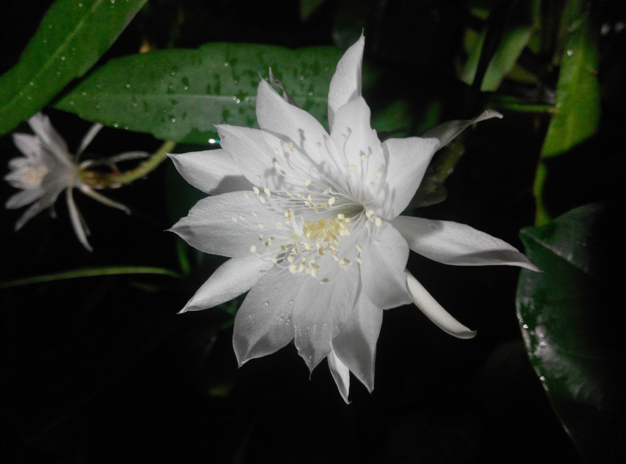 Xiaomi HM NOTE sample photo. Wijaya kusuma photography