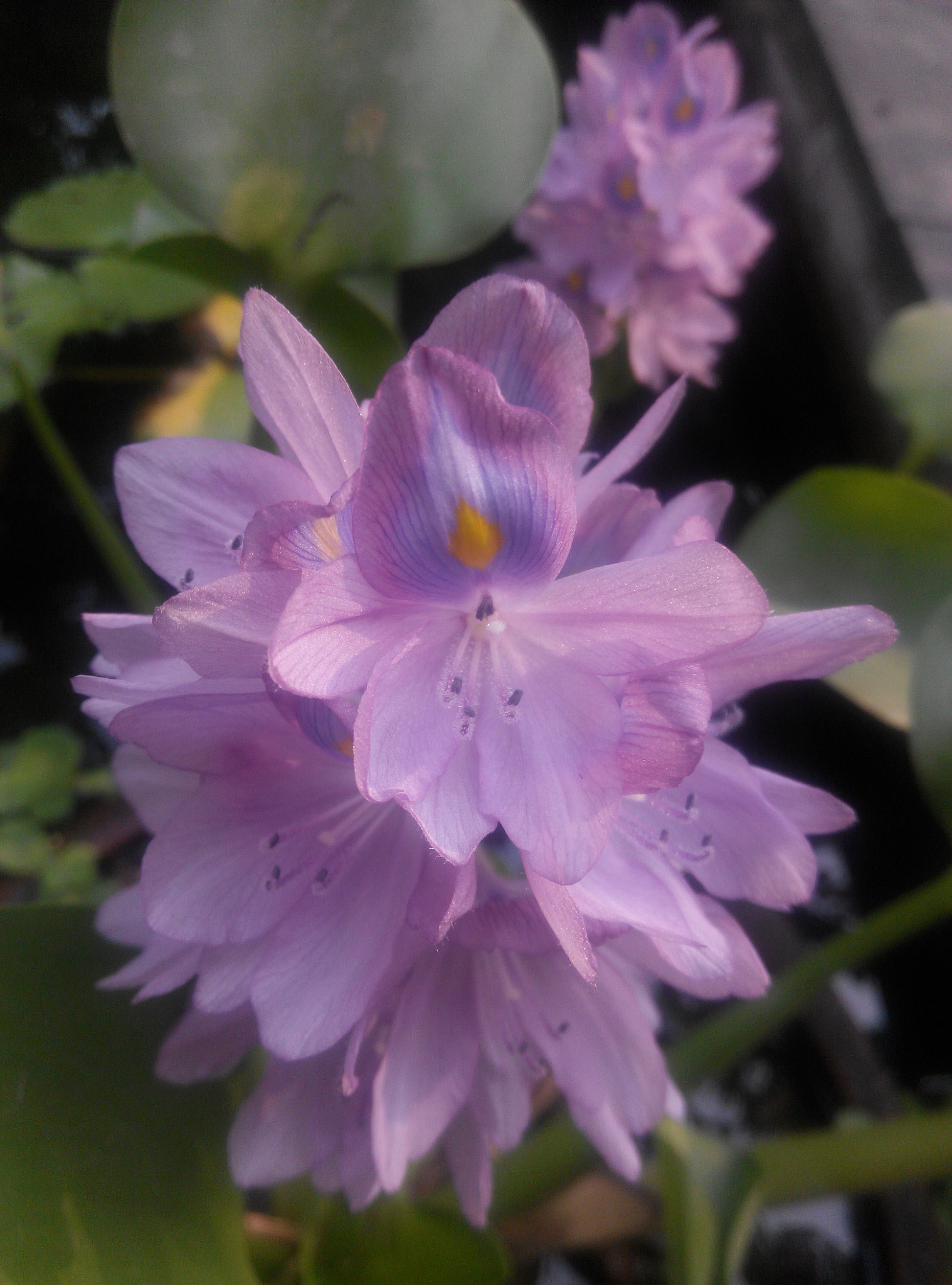Xiaomi HM NOTE sample photo. Eceng gondok flower photography