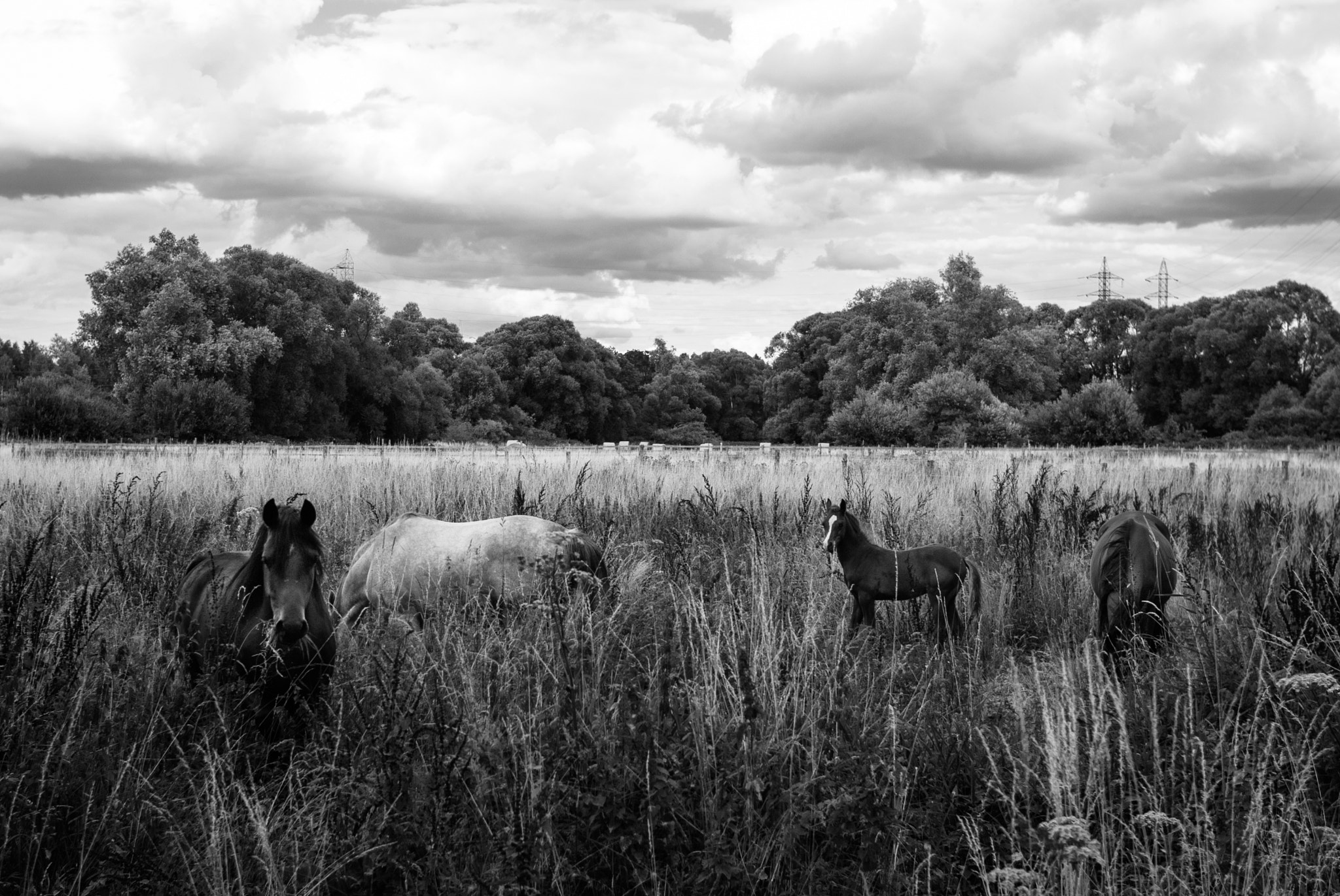 Nikon D200 + Sigma 30mm F1.4 EX DC HSM sample photo. Belgian horses photography