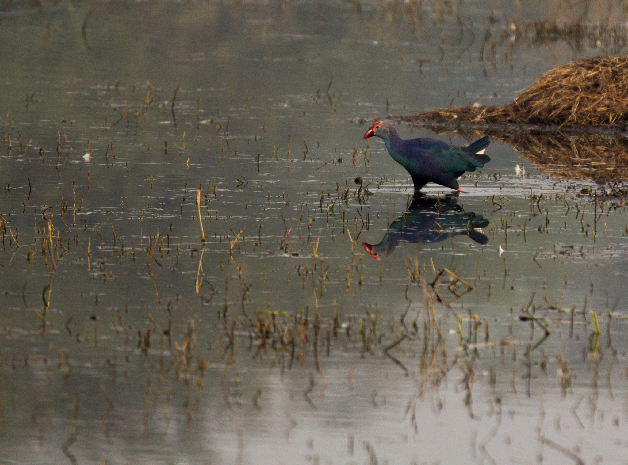 Canon EOS 60D + Canon EF 70-200mm F2.8L IS II USM sample photo. A purple moorhen photography